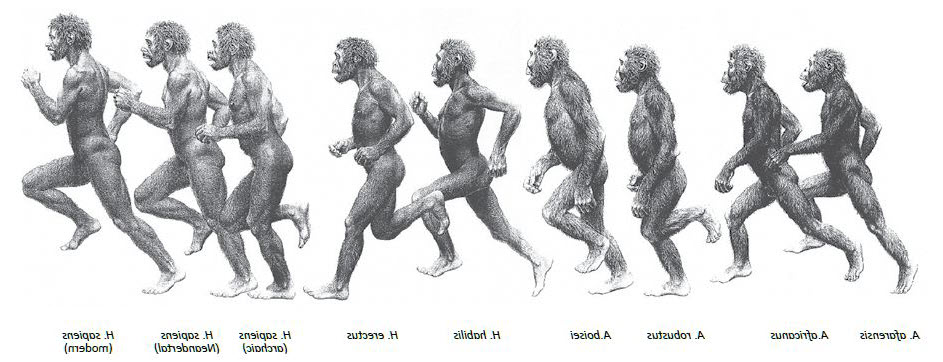 943x362 pictures of evolution of man drawing - Evolution Of Man Drawing