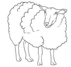 250x235 how to draw sheep lambs drawing tutorials drawing how - Ewe Drawing