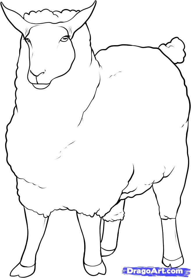 656x954 How To Draw A Sheep, Step - Ewe Drawing