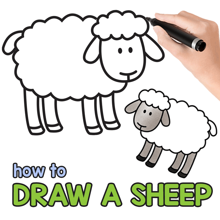 700x700 How To Draw A Sheep - Ewe Drawing