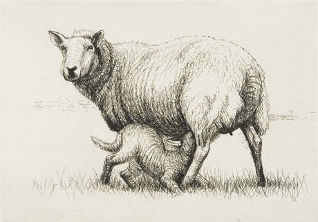 460x322 Inspiration Henry Moore's Sheep Drawings Lavelle Art Gallery - Ewe Drawing