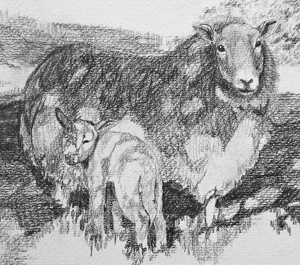 1000x883 Original Drawing For Sale, Ewe And Lamb In A Landscape - Ewe Drawing