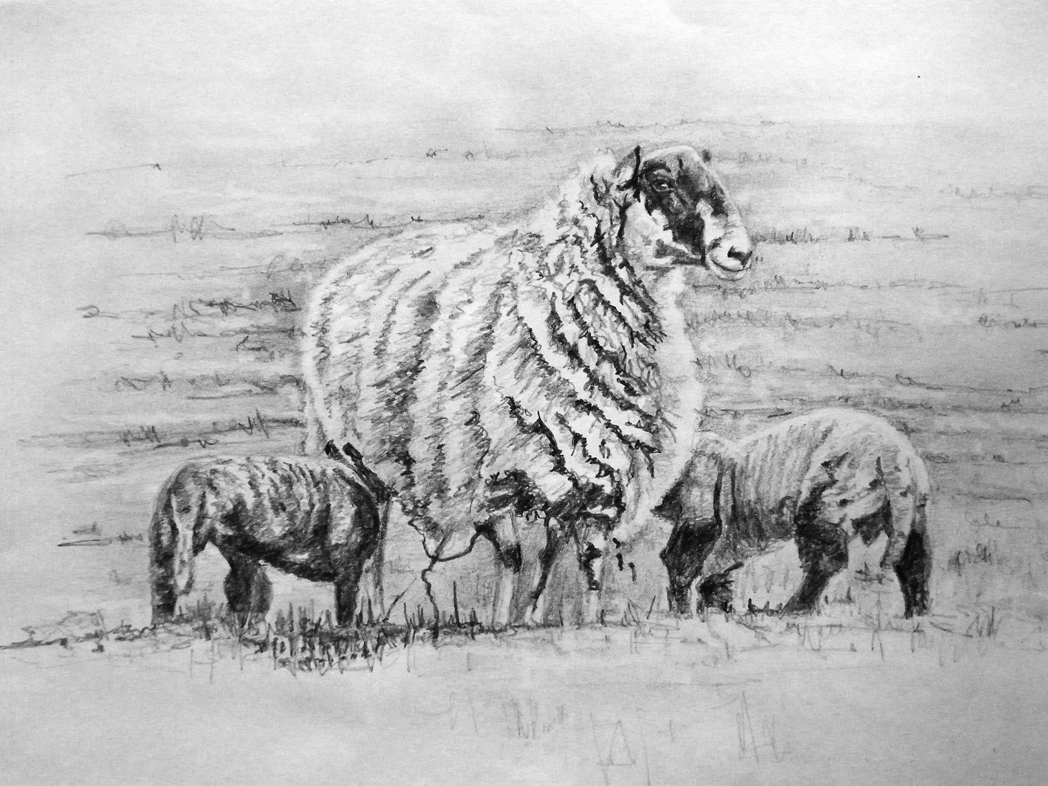 3543x2657 proud ewe a drawing of sheep with lambs - Ewe Drawing