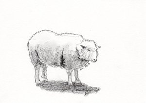 300x211 The Old Ewe Drawing - Ewe Drawing