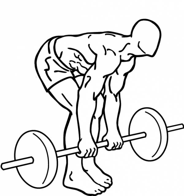 600x641 gym drawing exercise for free download - Exercise Drawings