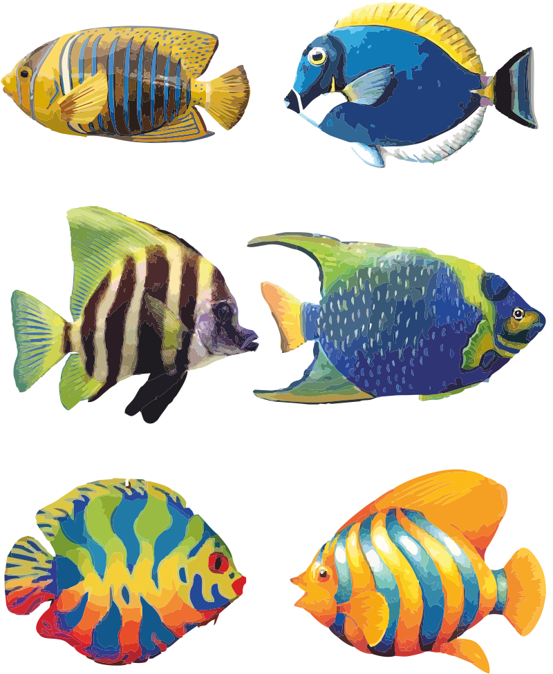 800x976 exotic fish picture stock - Exotic Fish Drawing