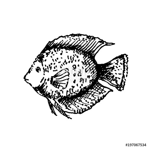 500x500 hand drawn tropical exotic fish sketch, vector illustration - Exotic Fish Drawing