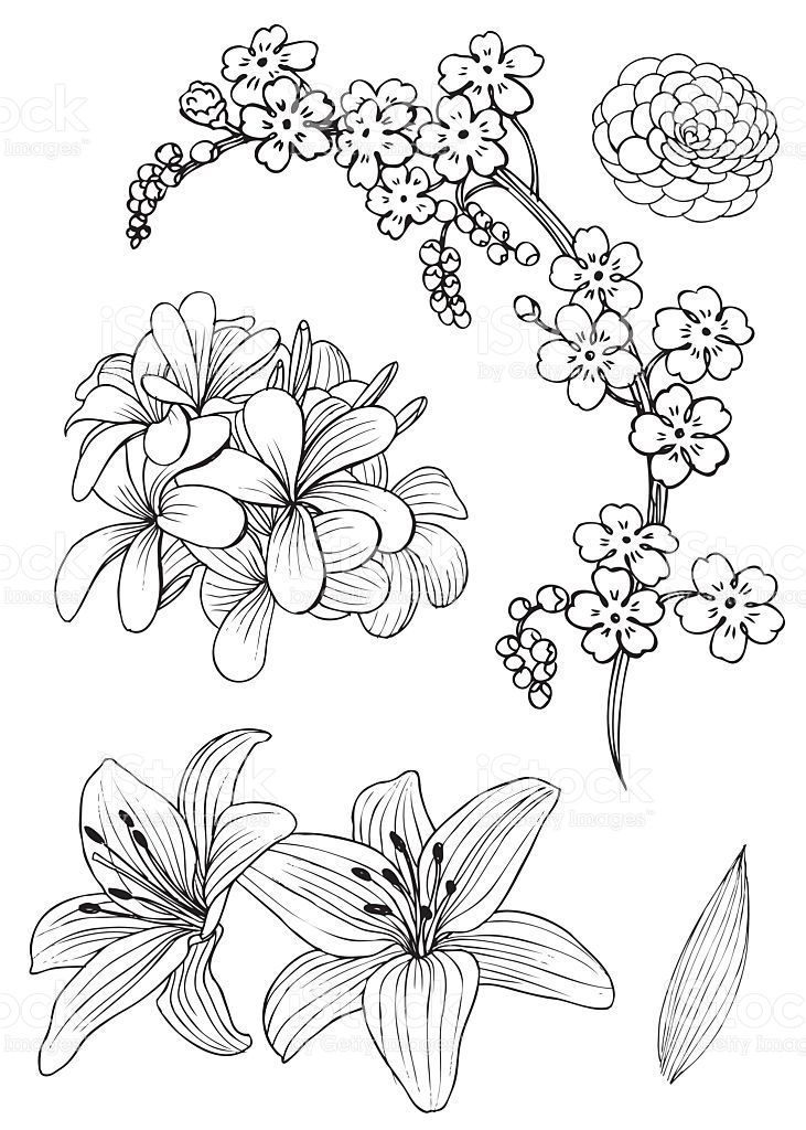 731x1024 hand drawing of exotic flowers, rendering as vector and isolated - Exotic Flower Drawings