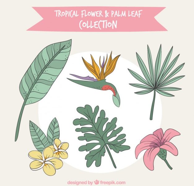 626x600 exotic flower pictures free tropical flower drawing - Exotic Flower Drawings