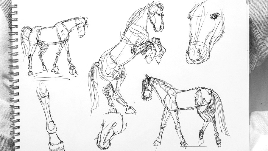 900x506 My Experience With Only Drawing Horses For Days - Experience Drawing