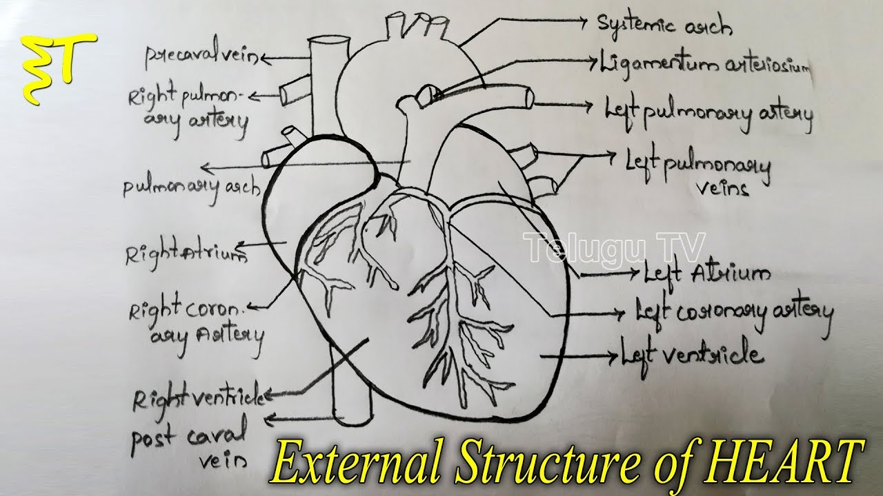 1280x720 Important Drawings For Inter Exams How To Draw A External - External Drawing