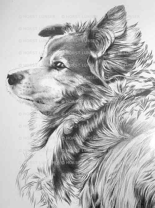 500x671 preview pencil drawing and crayon drawing of horst - Extreme Drawing