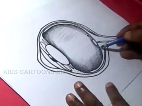 480x360 How To Draw Human Eye Anatomy Detailed Drawing For Kids - Eye Anatomy Drawing