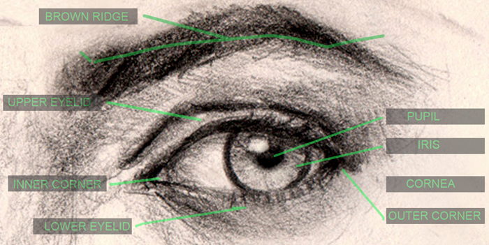 700x351 How To Draw Eyes Structure And Anatomy - Eye Anatomy Drawing