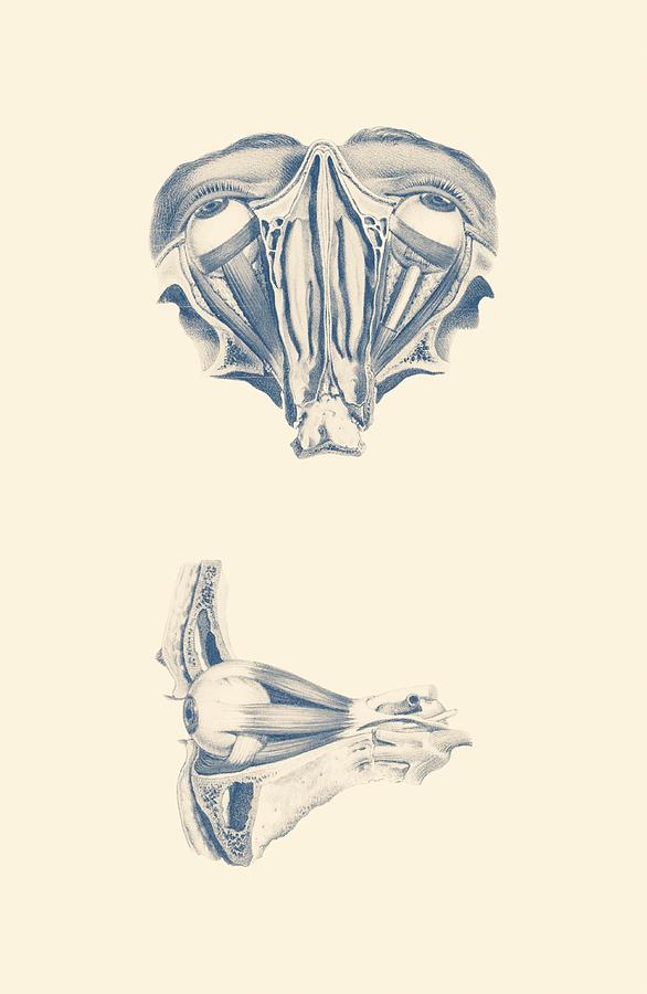 586x900 Human Eye Anatomy - Eye Anatomy Drawing