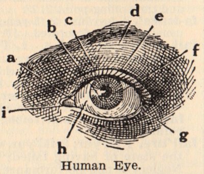 400x340 klassic human eye anatomy drawing the eye si - Eye Anatomy Drawing