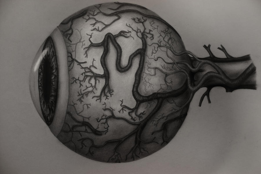 900x600 The Eye Anatomy - Eye Anatomy Drawing