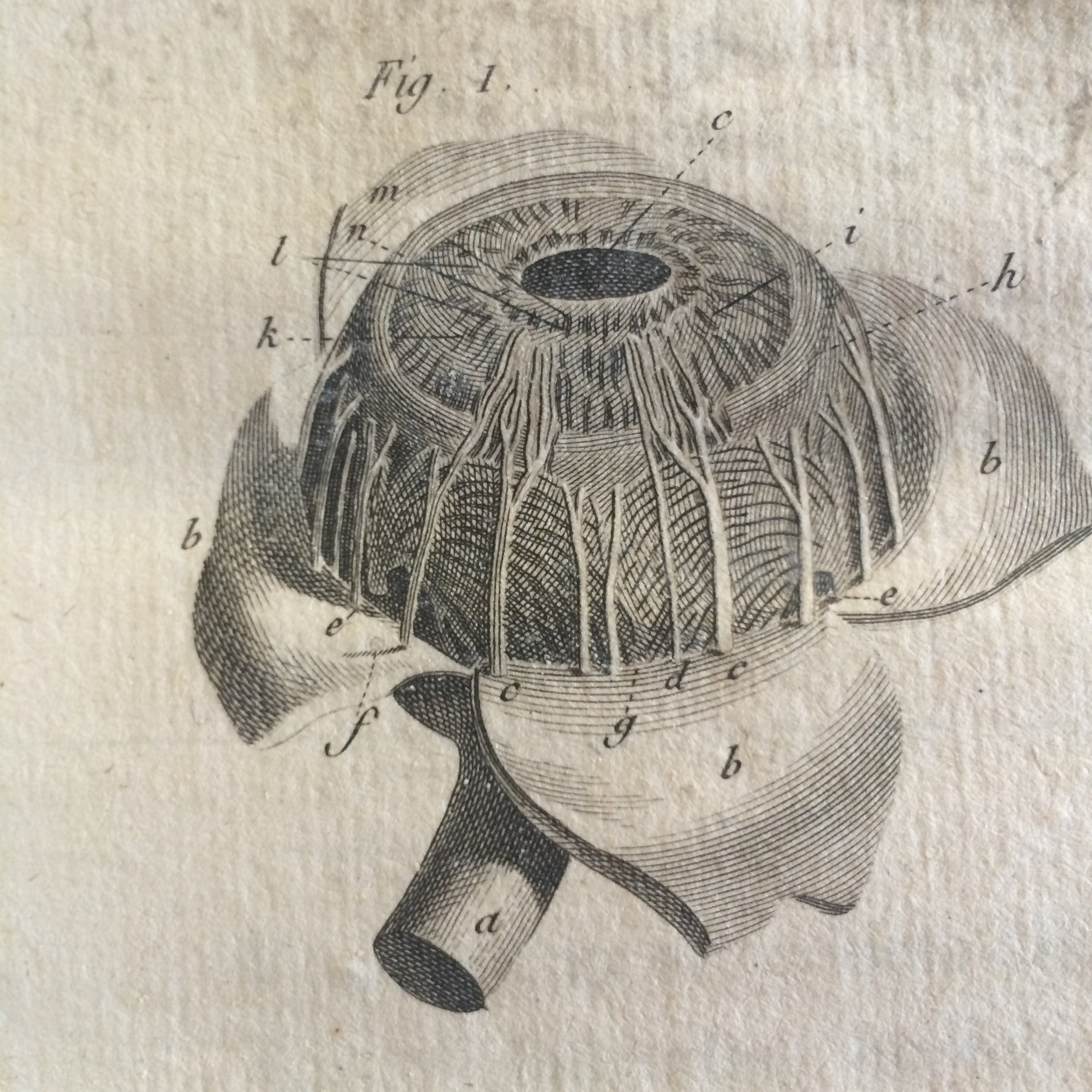2448x2448 The Eye As Art Anatomy And Vision In The Century - Eye Anatomy Drawing