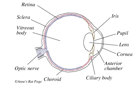 467x289 The Rat's Eyes - Eye Anatomy Drawing