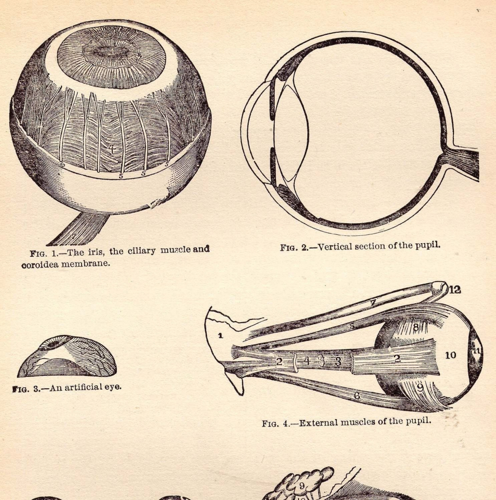 1015x1024 Drawing Human Anatomy - Eye Anatomy Drawing