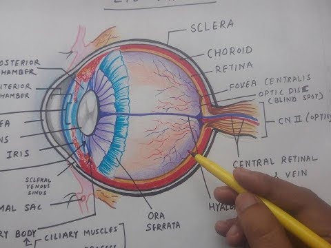 480x360 How To Draw Human Eye Anatomy Diagram Easily - Eye Anatomy Drawing