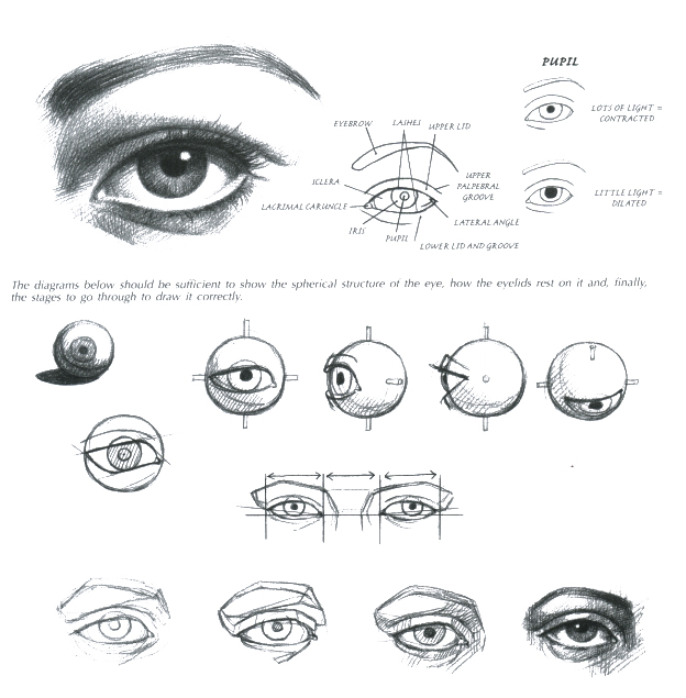 Eye Anatomy Drawing at PaintingValley.com | Explore collection of Eye ...