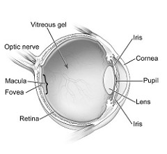 240x221 anatomy of eye drawing the national institute - Eye Anatomy Drawing