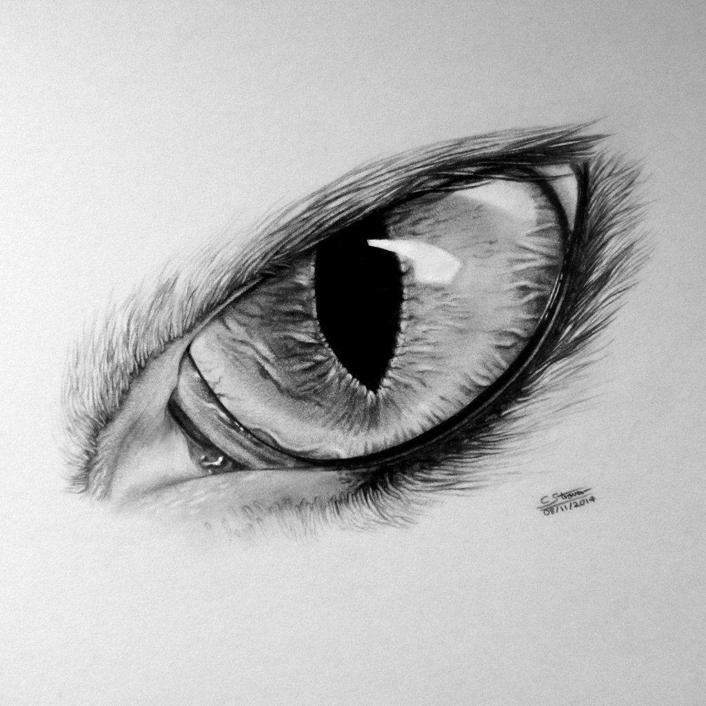 1024x1024 Wolf Drawing - Eye Drawing Black And White