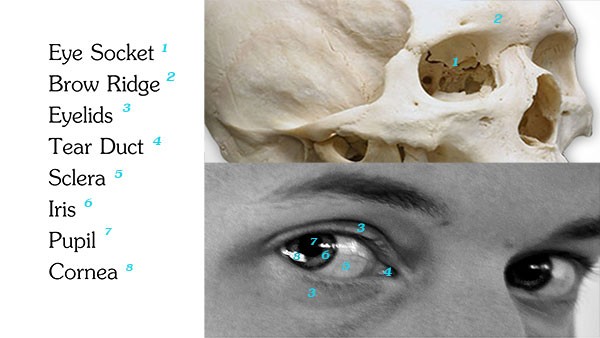 600x338 how to draw eyes structure proko - Eye Pupil Drawing
