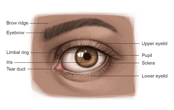 580x367 jeff searle drawing the eye - Eye Pupil Drawing