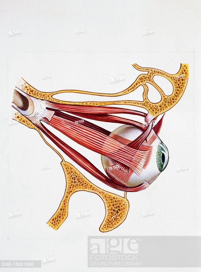 700x948 Medicine - Eyeball Drawing Images