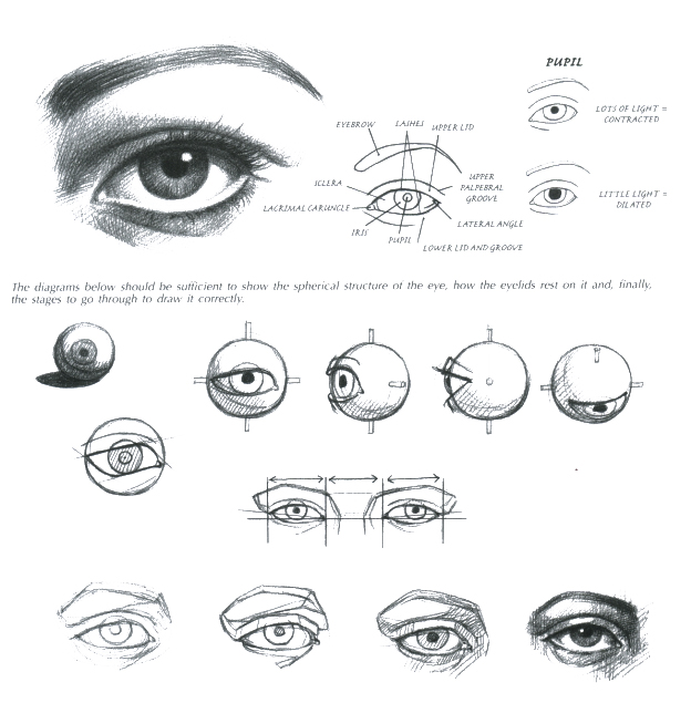 624x635 how to draw female eyes step - Eyelid Drawing