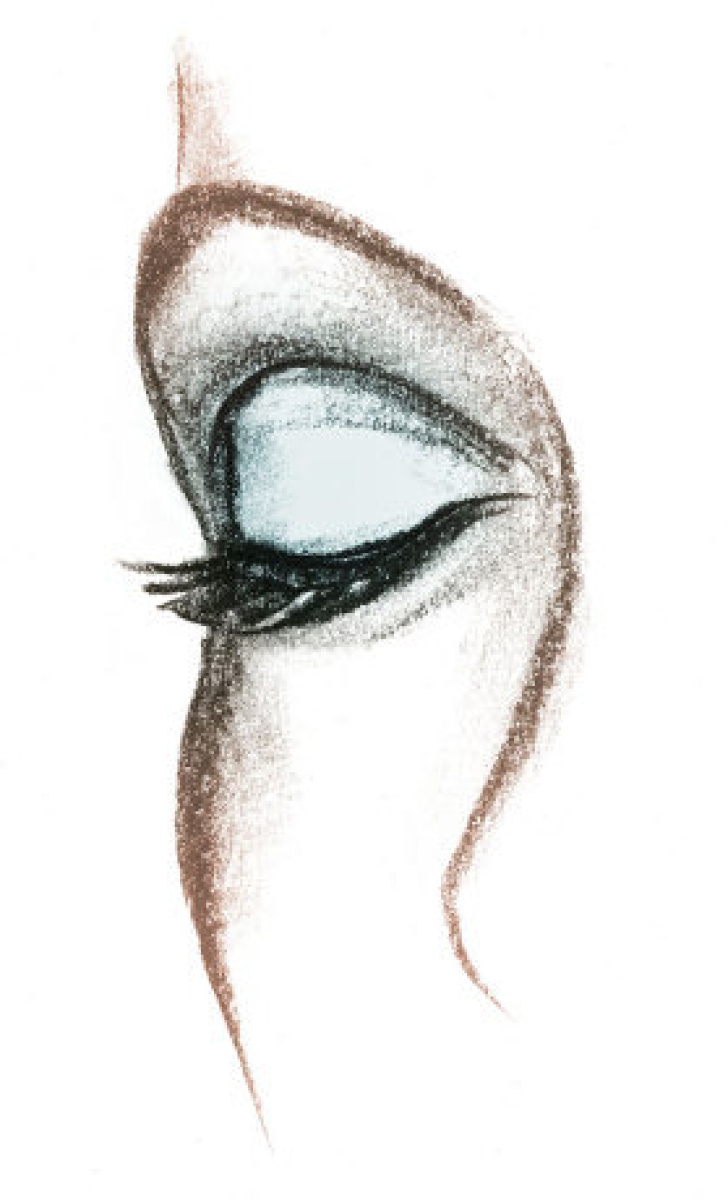 728x1200 the eyelid fascinating facts about body parts the star - Eyelid Drawing
