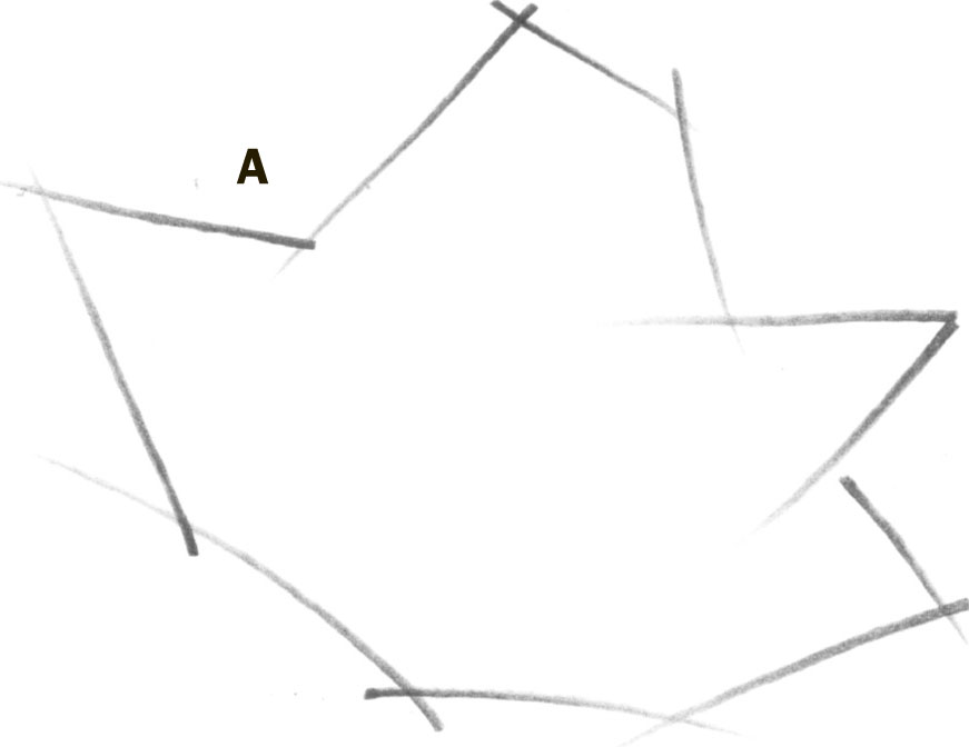 871x672 Tulips - F Drawing