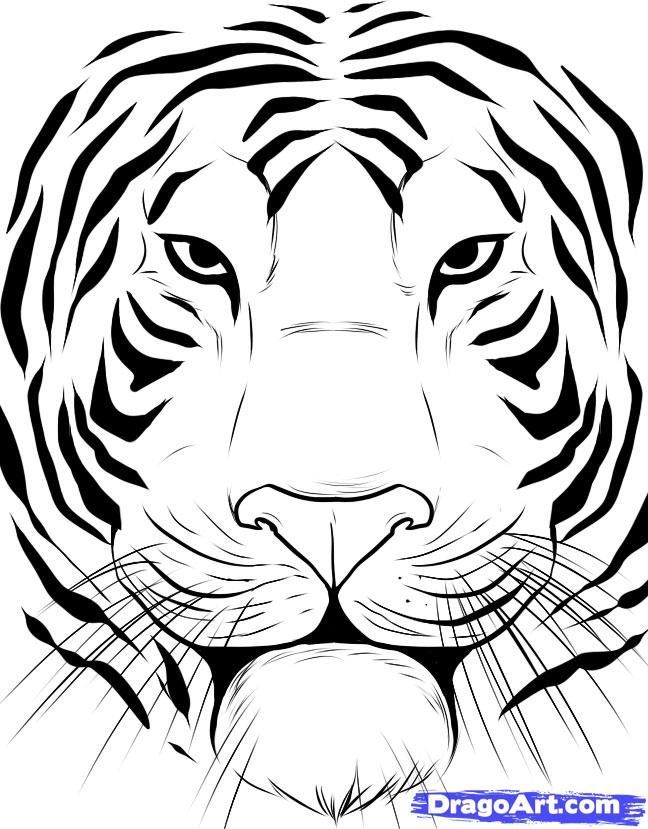 648x829 How To Draw A Tiger Face Step Face Painting - Face Painting Drawing