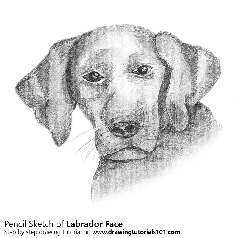 800x800 Labrador Face Pencil Drawing - Face Pencil Drawing
