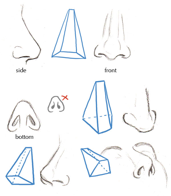 600x689 Human Anatomy Fundamentals Basics Of The Face - Face Perspective Drawing