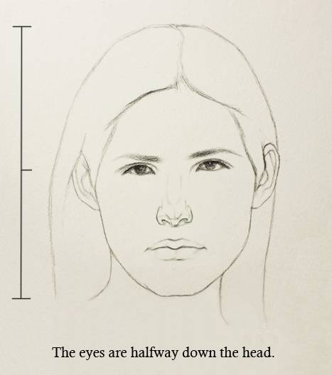467x528 Proportions Of The Face - Face Portrait Drawing