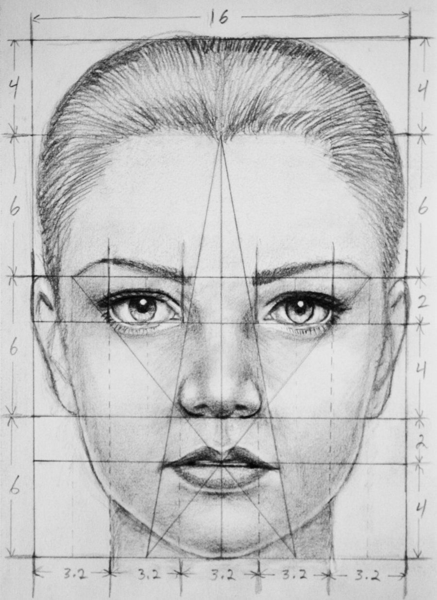 900x1236 face proportions - Face Proportions Drawing