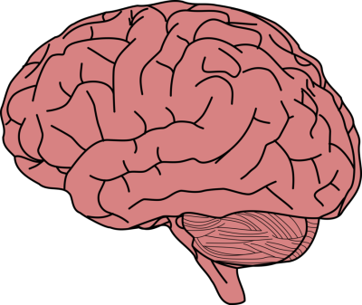 400x337 download free png human brain drawing brain facts brain damage - Facts Drawing