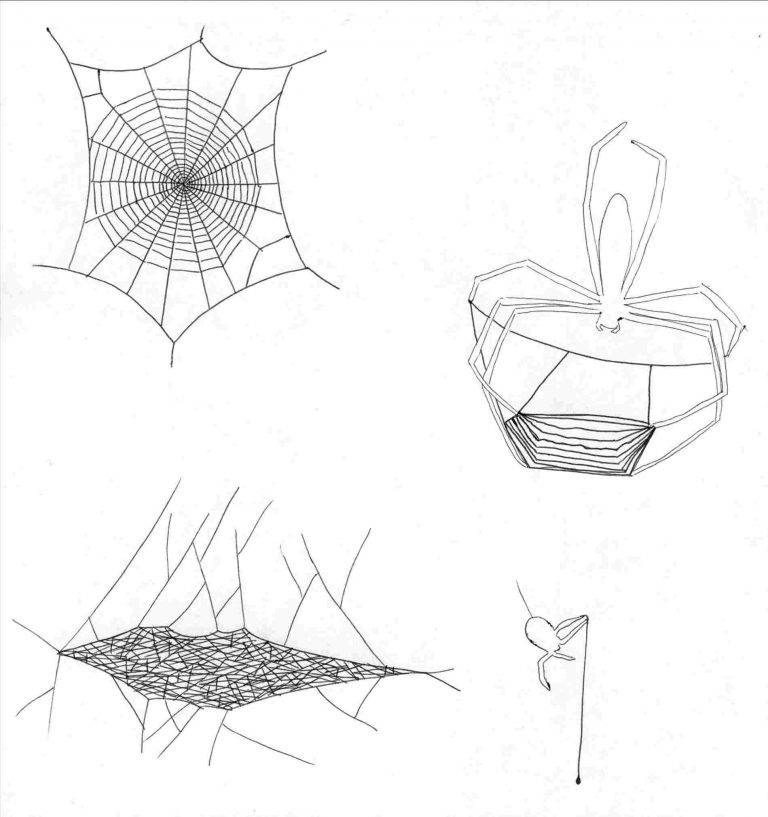768x817 drawings of spiders drawing and facts virtual - Facts Drawing