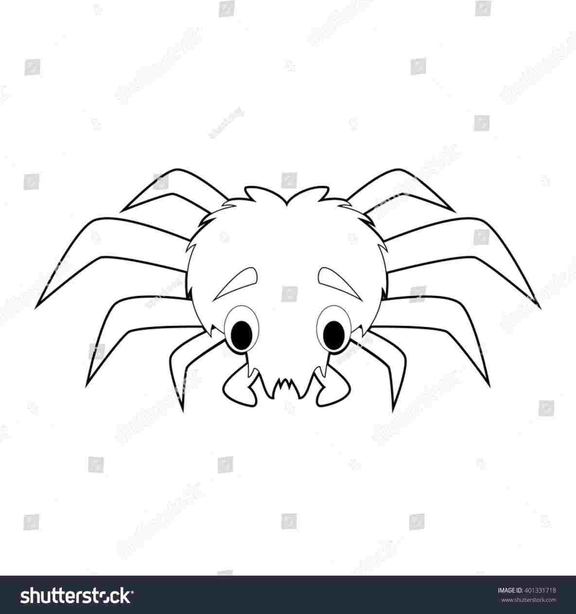 1185x1264 spider drawing easy drawing and facts virtual - Facts Drawing