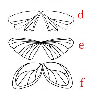 302x302 How To Draw Fairy Wings, Step - Fairy Wings Drawing