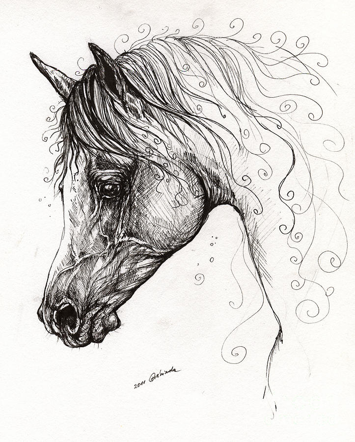 723x900 arabian horse drawing drawing - Fairytale Drawings
