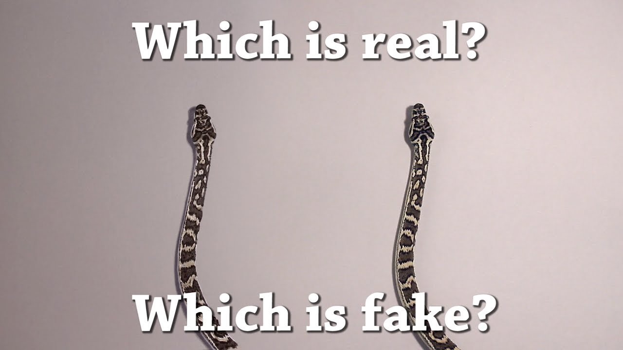 1280x720 Fun Test Which Is Real Snake Drawing Challenge! - Fake Drawing
