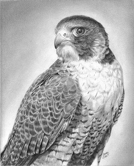 450x559 Falcon Bird Drawing - Falcon Bird Drawing