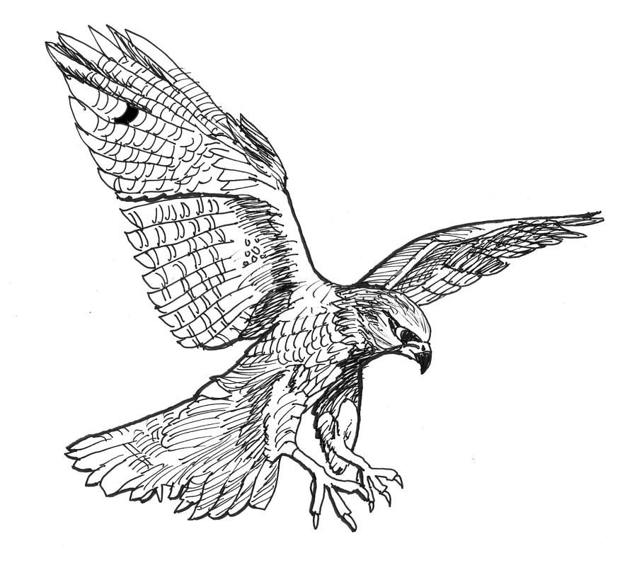 900x795 Falcon Drawing - Falcon Bird Drawing