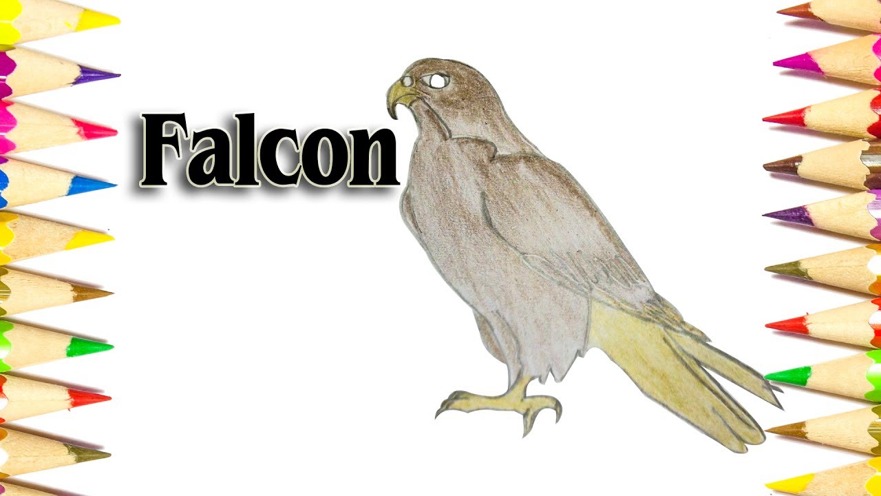 1280x720 How To Draw A Falcon - Falcon Bird Drawing