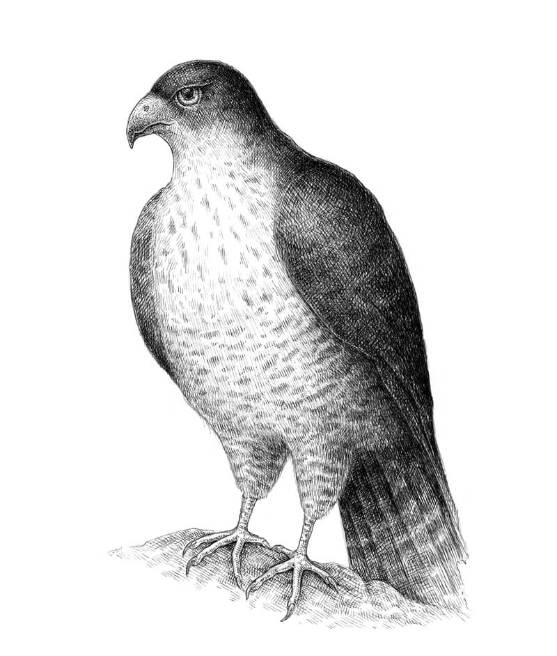 800x941 How To Draw A Falcon With Pen And Ink - Falcon Bird Drawing