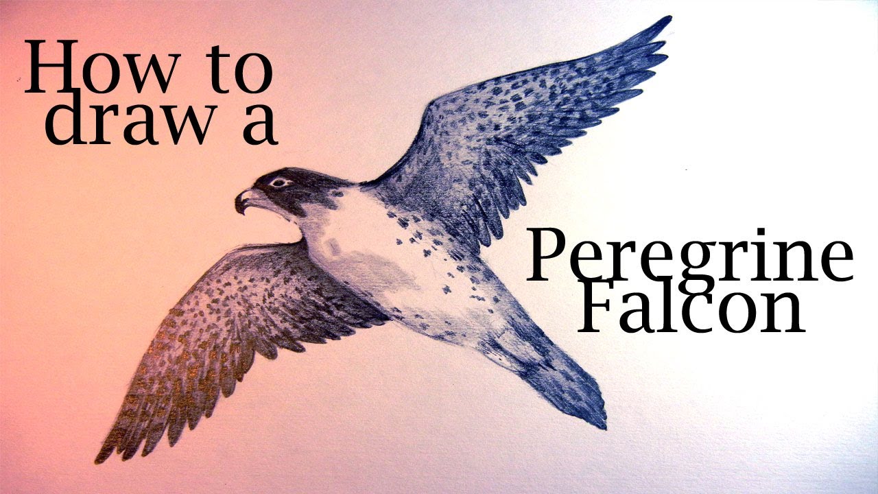 1280x720 how to draw a peregrine falcon - Falcon Bird Drawing